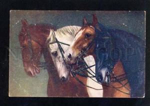 3036171 Heads of Three HORSES Belle vintage PC
