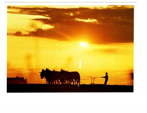 Amish Country, Horses at Work, Pennsylvania,