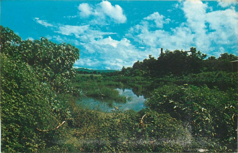 Puerto Rico sugar cane country Mayaguez area postcard