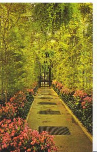 America Postcard - Longwood Gardens - Kennett Square - Pennsylvania   SL401