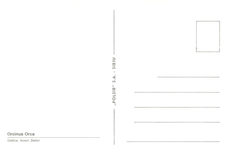 B587 Orca (Orcinus orca) or toothed killer whale postcard