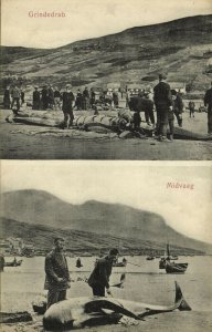 denmark, Faroe Islands, MIDVAAG, Grindedrab Whaling (1910s) Postcard