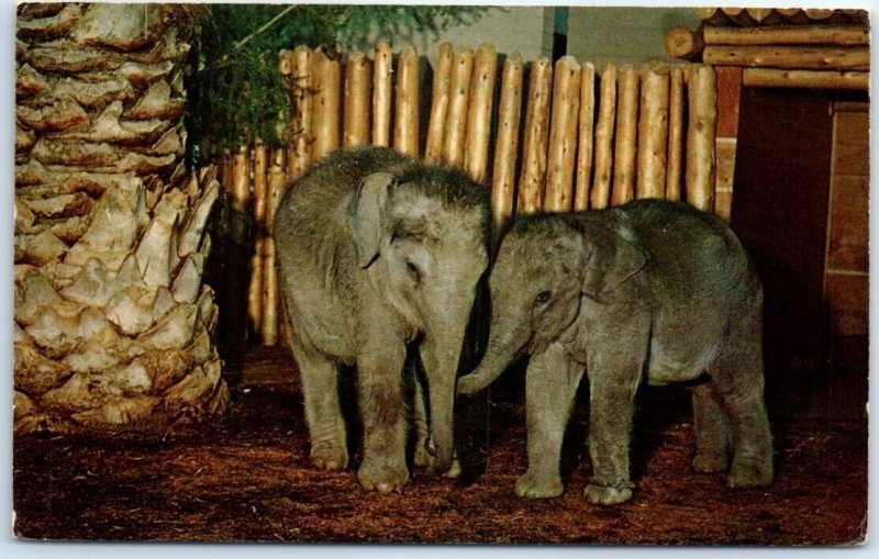 Postcard - Baby Indian Elephants, San Diego Zoo - San Diego, California