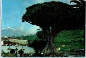 M-12477 Dragon tree of Icod Icod De Los Vinos Canary Islands Spain