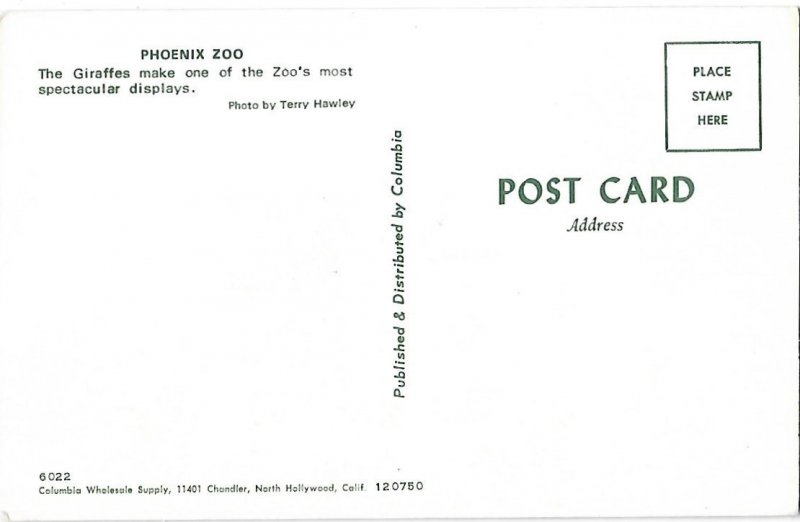 Giraffe at Phoenix Arizona Zoo Phoenix Arizonal