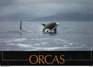 Killer Whale / ORCAS , 1989
