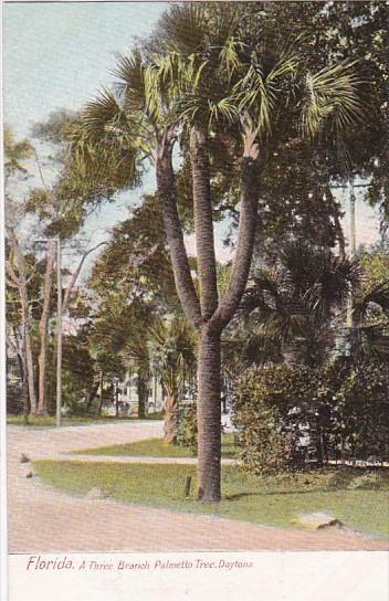 Florida Daytona Three Branch Palmetto Tree