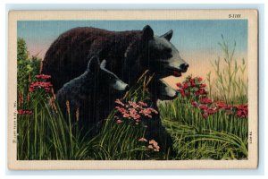 Black Brown Bears C.T. Wildlife Scene Cubs Flowers Vintage Postcard 