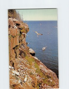 Postcard Gannets nesting on Bonaventure Island Bird Sanctuary La Gaspésie Canada