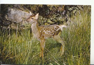 Animals Postcard - A Young Red Deer - Ref 19107A