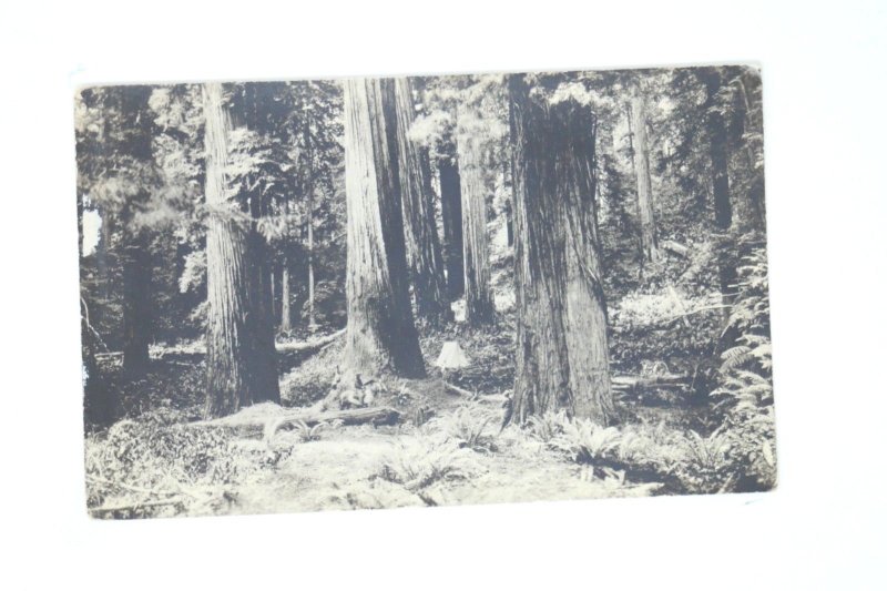 Vintage postcard RPPC CA giant redwoods woman on horse