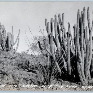 c1940s Gila Bend, AZ Pipe Organ Cactus RPPC Desert Plant LL Cook Real Photo A194