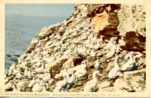 Canada - Quebec, Perce. Bonaventure Island Birds