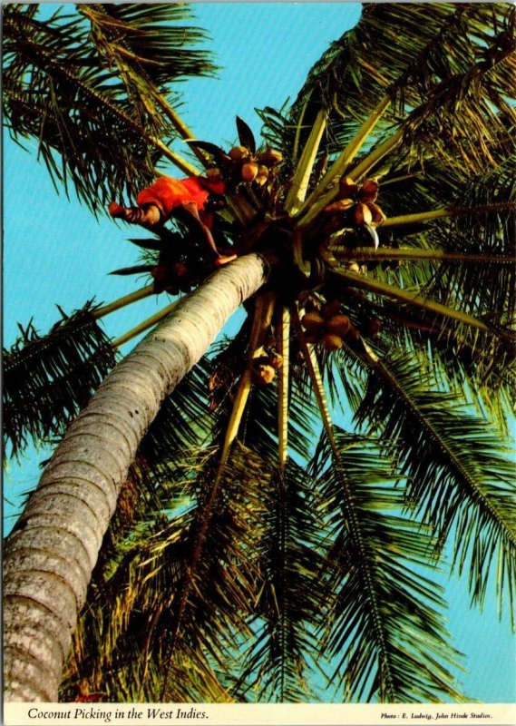 VINTAGE CONTINENTAL SIZE POSTCARD COCONUT PICKING IN WEST INDIES SHEET ON REAR