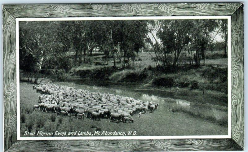 PANAMA PACIFIC EXPOSITION 1915 Australian Pavilion~QUEENSLAND Sheep Postcard