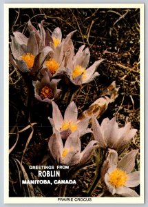 Greetings From Roblin Manitoba, Prairie Crocus, Chrome Postcard