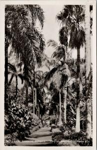 Botanical Gardens Durban South Africa Unused Simpson RPPC Postcard E59