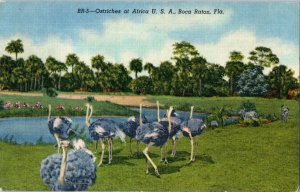 Ostriches at Africa USA Boca Raton Florida Postcard Posted 1955