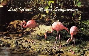 US1 USA Miami Seaquarium Lost Island pink flamingos 1971 postcard