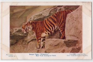 Bengal Tiger, NY Zoological Park