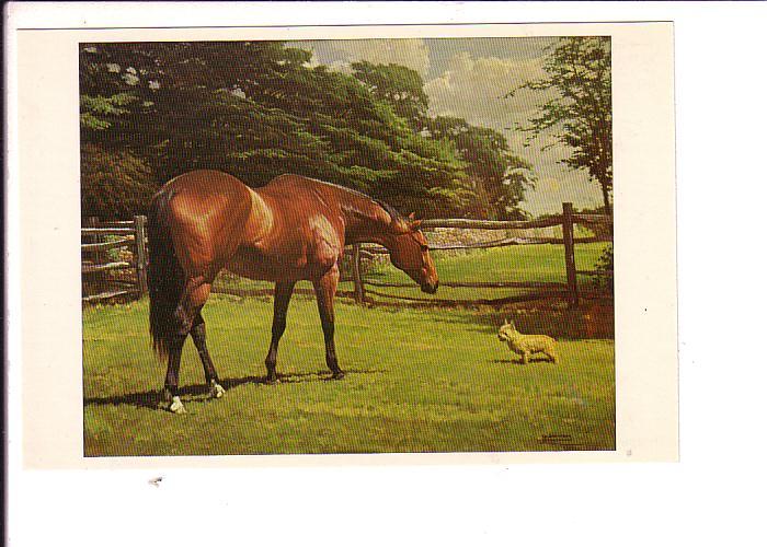 W Broadhead, Teamaker, Race Horse