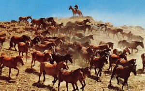 Wild Horses at Roundup