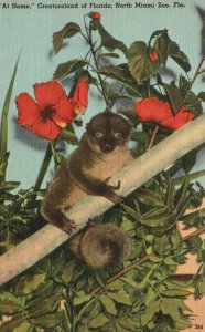 Vintage Postcard 1930's Monkey At Home Creatureland of Florida North Miami Zoo
