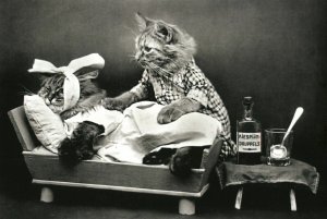 Cat treats a cat Doctor Medical FUNNY PETS Real Photo Russian Modern postcard