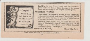 1896 Print Ad Cupid Dwarf Sweet Pea, Cherub, Pitcher & Manda, Short Hills, NJ