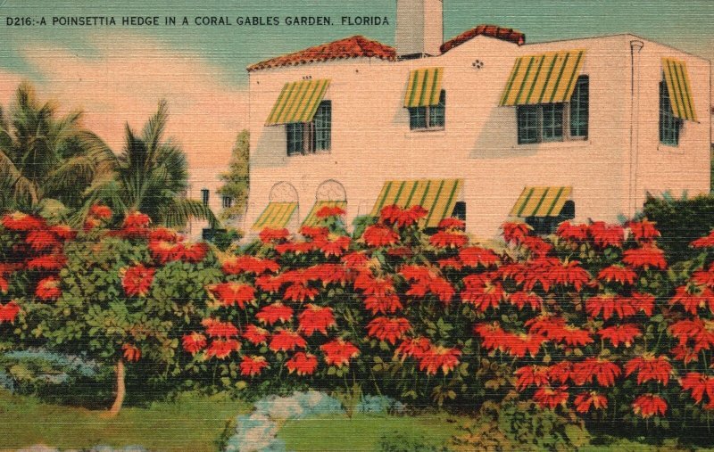 Vintage Postcard 1942 Poinsettia Hedge in a Coral Gables Garden Florida FL Dade