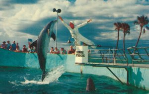 USA The World Famous Jumping Porpoises Marineland Florida Dolphins 06.23
