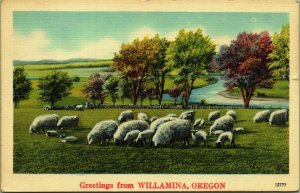 Greetings from Willamina Oregon Postcard Sheep Flock Grazing PM 1944 Rose Lodge