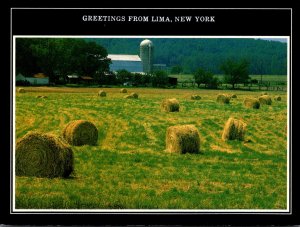 New York Greetings From Lima Hay Rolls Farming Scene