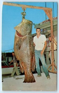 FREEPORT, Texas TX ~ Fishing Fiesta 664 Lb. JEWFISH Robert Hurst 1972 Postcard