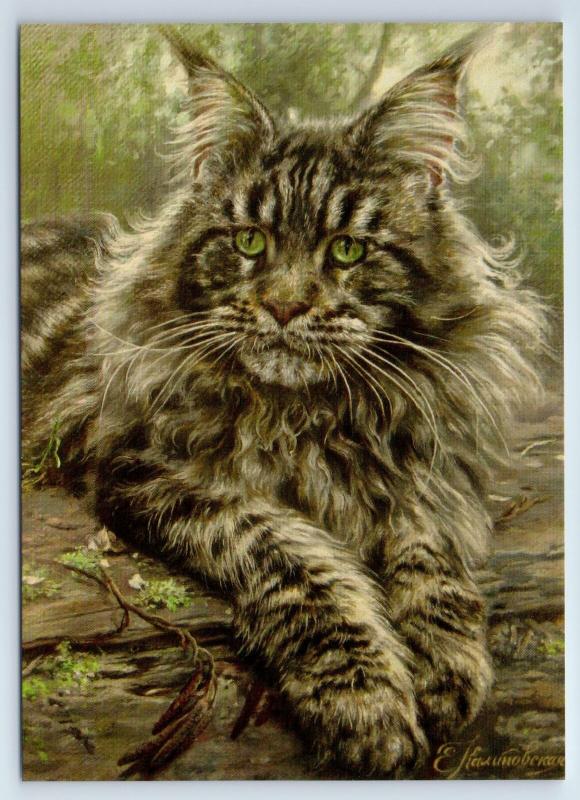 BIG GRAY CAT Maine Coon with Green Eyes New Unposted Postcard