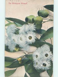 Pre-Linen art nouveau THE EUCALYPTUS BLOSSOM - BEAUTIFUL WHITE FLOWERS HJ3629