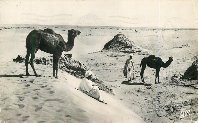 Tunisia Saharian Landscape 1956 ethnics with camels real photo postcard