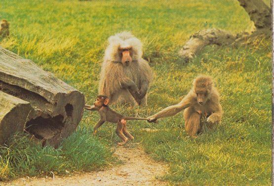 Baboon Family Pulling Babies Tail at WIndsor Safari Park 1970s Baboons Postcard