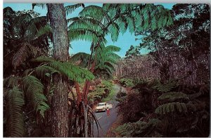 Fern Forest  Kilauea Giant Fern Trees Old Car on Hwy Hawaii Postcard c1970