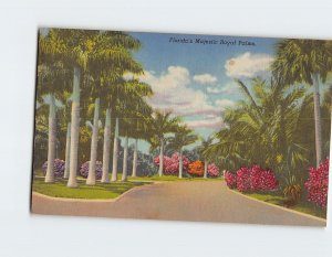 Postcard Florida's Majestic Royal Palms, Florida