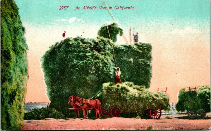 Vtg Cartolina 1900s Un Alfalfa Corto IN California - Non Usato Ed Mitchell Pub