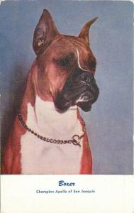 Artist impression Boxer Champion Apollo of San Joaquin 1950s Standard Arts 1000