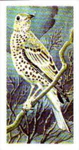 Brooke Bond Tea Trade Card Wild Birds In Britain No 5 Mistle Thrush