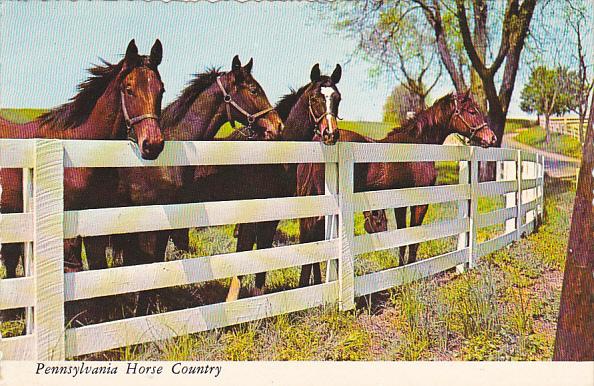 Horses Greetings From South Central Pennsylvania