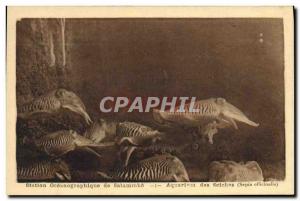 Old Postcard Oceanographic Station Salammbo Aquarium Cuttlefish