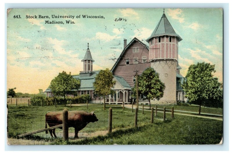 1913 Stock Barn University Wisconsin Madison WI Cow Posted Postcard 