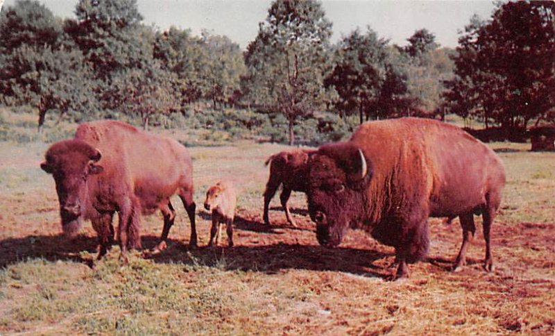 American Bison Catskill, New York, USA Buffalo Unused 