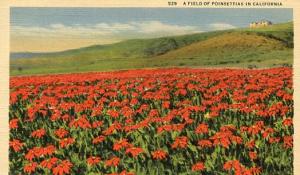 CA - A Field of Poinsettias