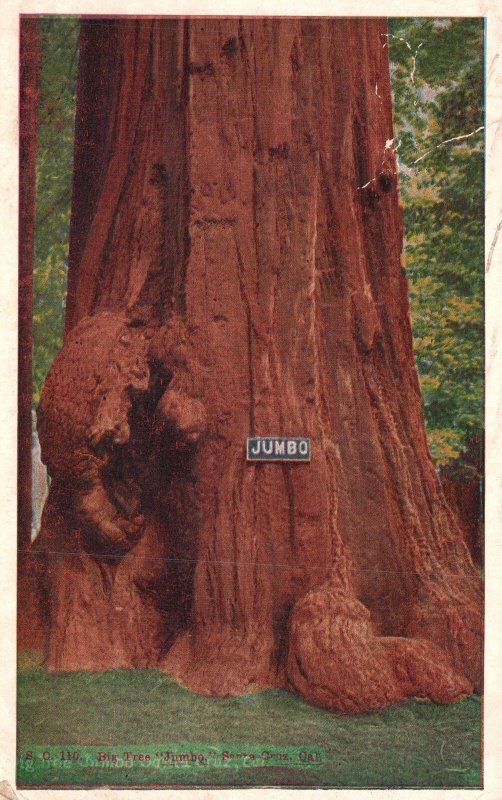 Vintage Postcard 1929 Jumbo Big Tree Santa Cruz California Pacific Novelty Pub.