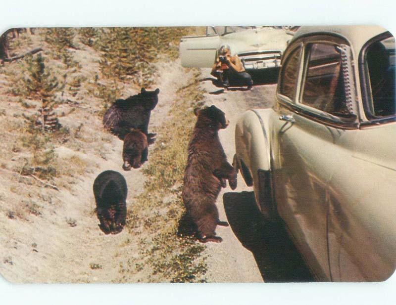 1950's BEARS WANTING FOOD FROM PEOPLE IN OLD CARS Yellowstone Park WY E6725